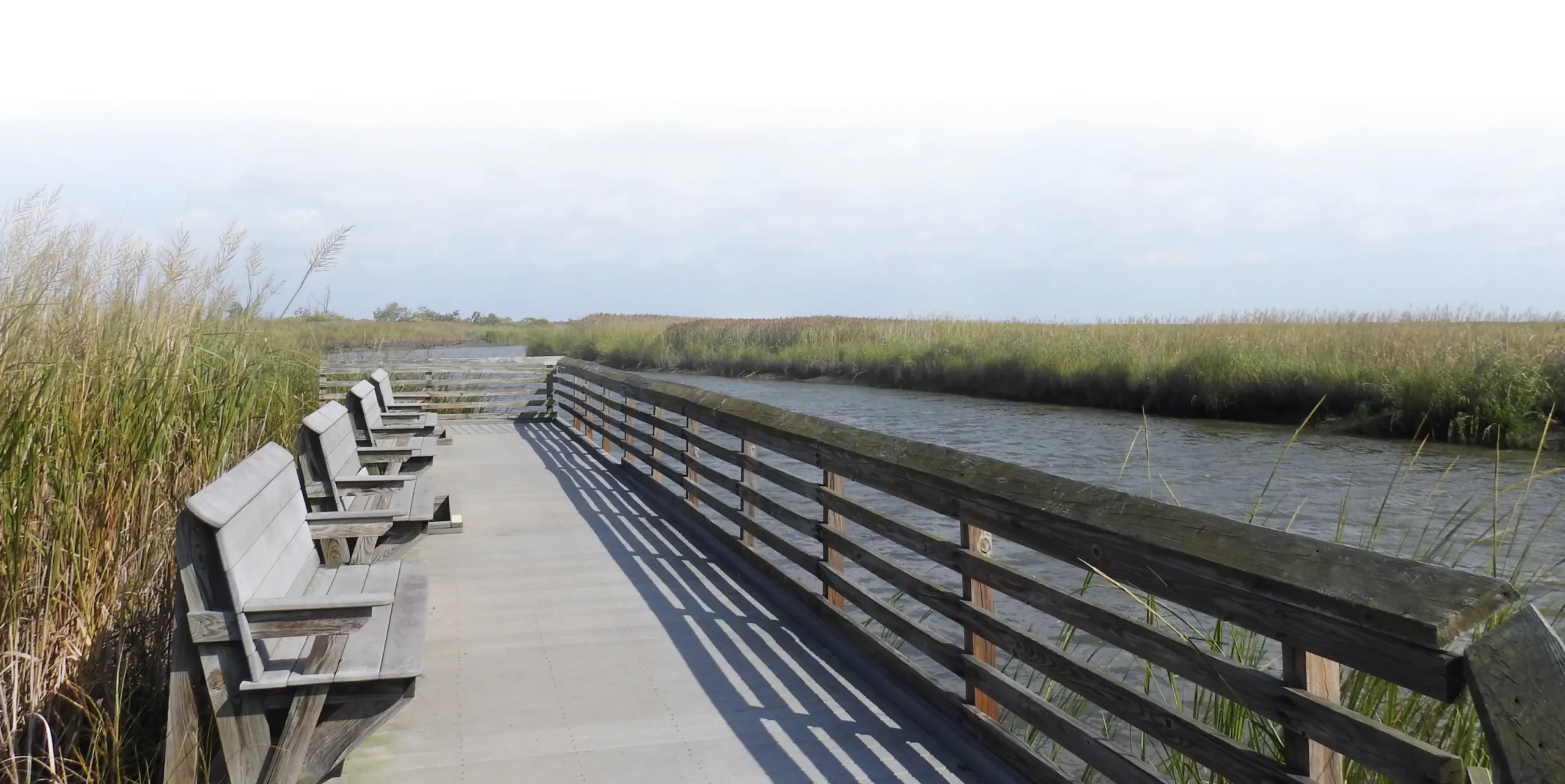 Coastal marshland path with benches.